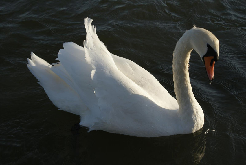 White swan swimming. Swan posture lengthens the spine, opens the heart area and releases the shoulders (our 'wings'). White symbolises purity and tranquillity.