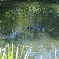 Moorhen chicks on a pond with plant and tree reflections and concentric circle ripples. Yoga is inspired by nature and the circle is a symbol of the never-ending cycle of life.